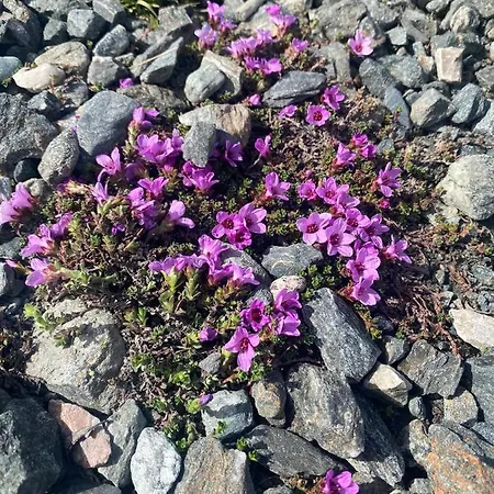 Trollvang, Med Pool Og Sauna Вилла Dovreskogen