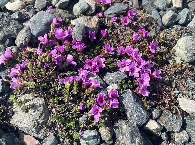 Trollvang, Med Pool Og Sauna Villaer Dovreskogen
