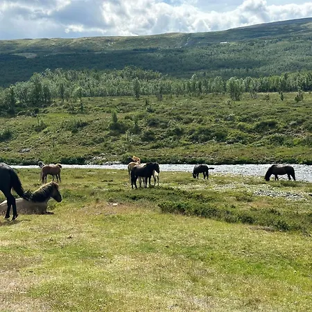 Trollvang * Dovreskogen